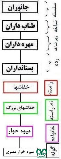  طبقه بندی گونه خفاش میوه‌ خوار