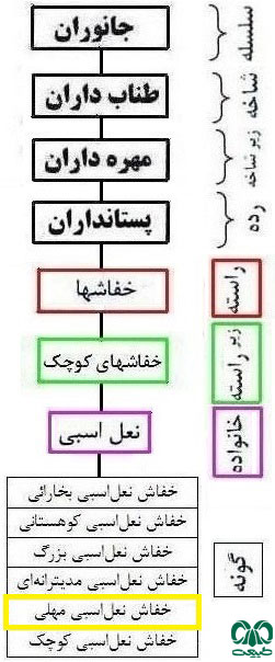 طبقه بندی گونه خفاش نعل اسبی مهلی از خانواده خفاشهای نعل اسبی طبقه بندی گونه خفاش نعل اسبی مهلی
