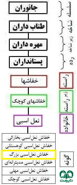 طبقه بندی گونه خفاش نعل اسبی بزرگ