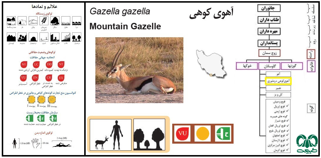 آهوی کوهی دره شوری Gazelle gazelle dareshourii آهوی کوهی دره شوری