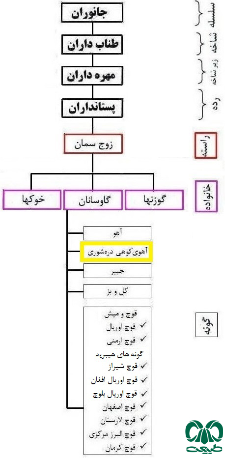 طبقه بندی گونه آهوی کوهی