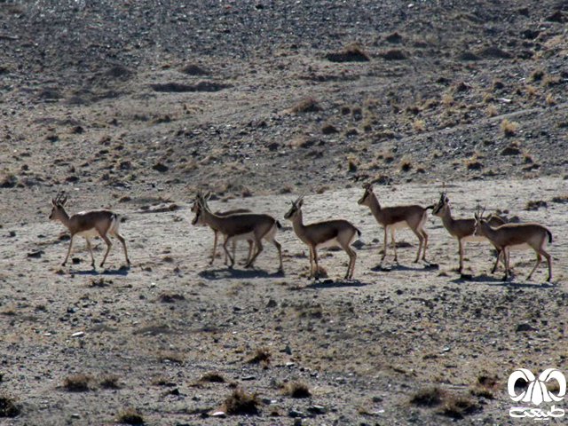 دشمنان طبیعی جبیر