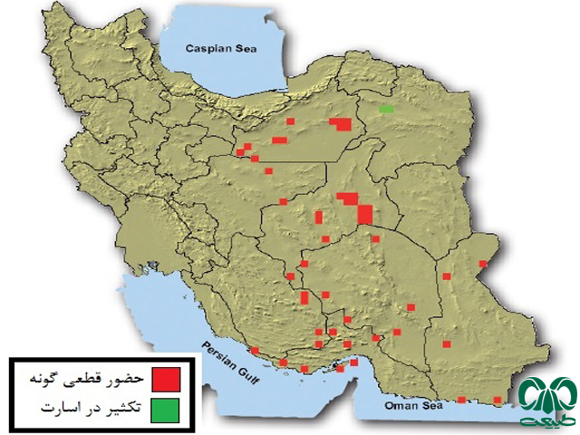 جبیر در ایران