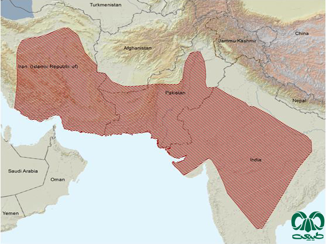 پراکندگی جبیر در جهان