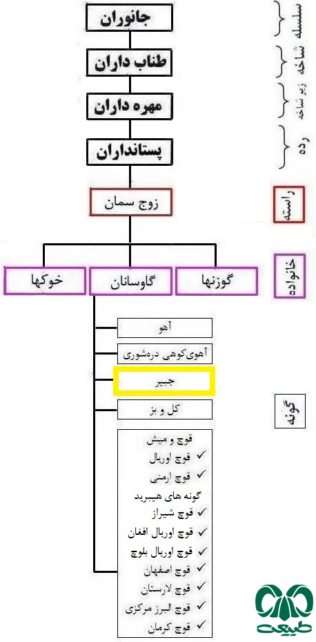 طبقه‌بندی گونه جبیر