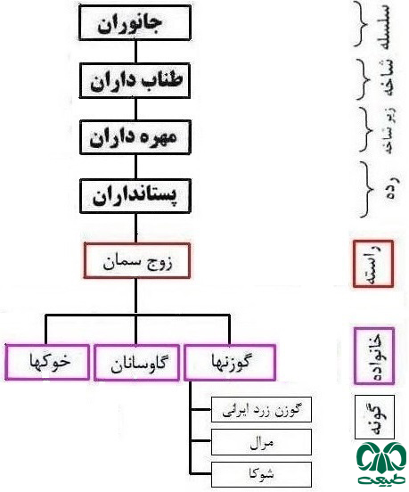 گوزن‌ها در ایران