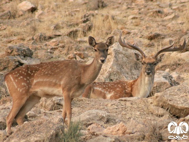 زوج‌سمان از فردسمان