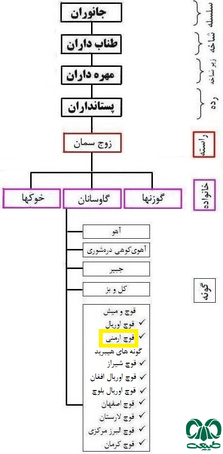 طبقه بندی گونه قوچ ارمنی