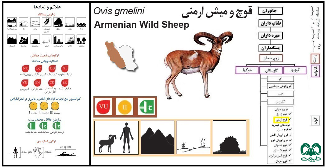 گونه قوچ و میش ارمنی