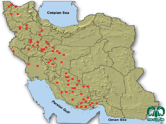 میش ارمنی در ایران