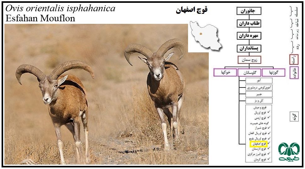 قوچ اصفهان از پستانداران ایران