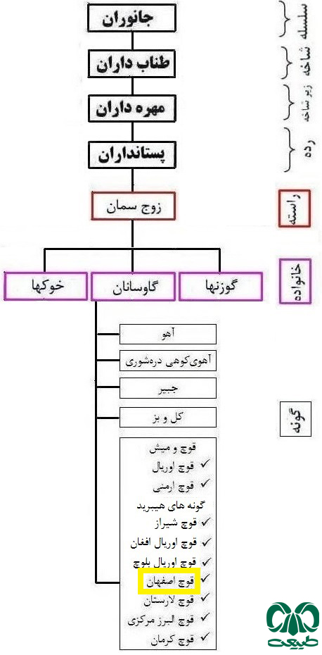 طبقه بندی گونه قوچ اصفهان