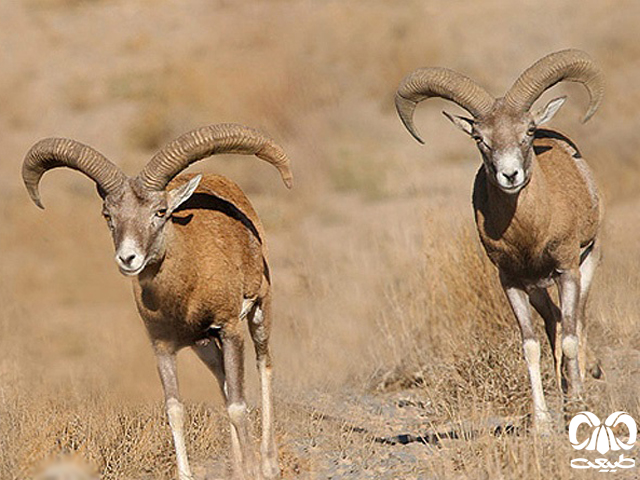 Esfahan Ram