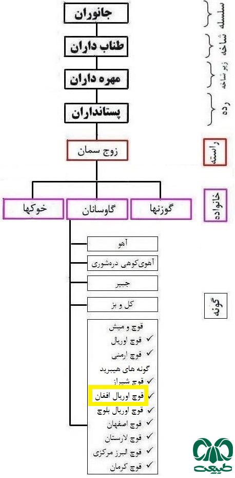 طبقه بندی گونه قوچ اوریال افغان، با ذکر خانواده طبقه بندی گونه قوچ اوریال افغان