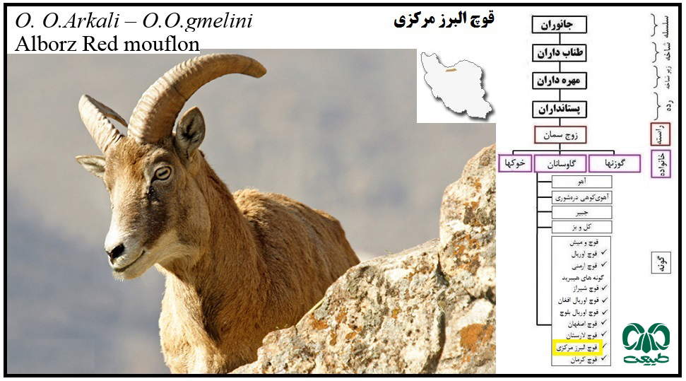 قوچ البرز مرکزی