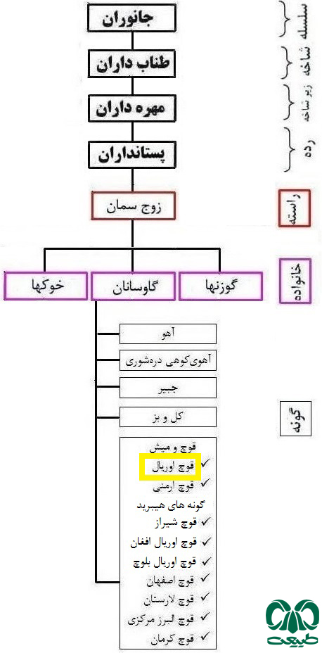  طبقه‌بندی گونه قوچ و میش اوریال