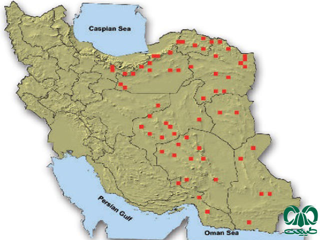 قوچ اوریال در ایران