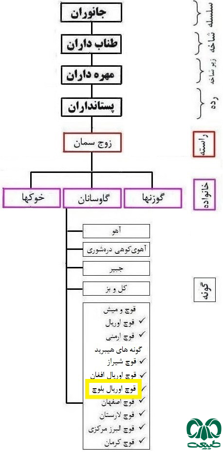 طبقه بندی گونه قوچ اوریال بلوچی