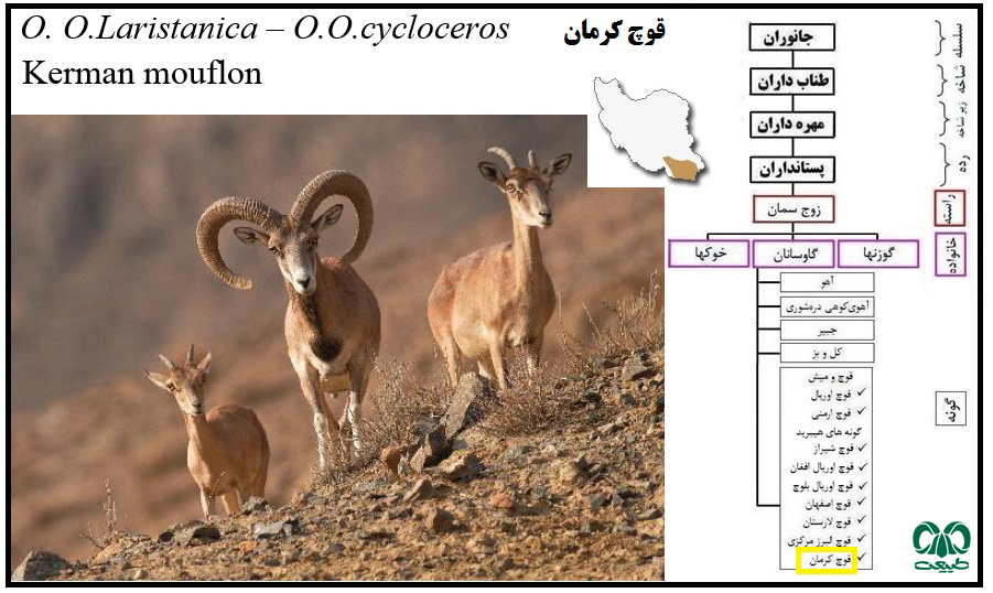  گونه قوچ و میش کرمان