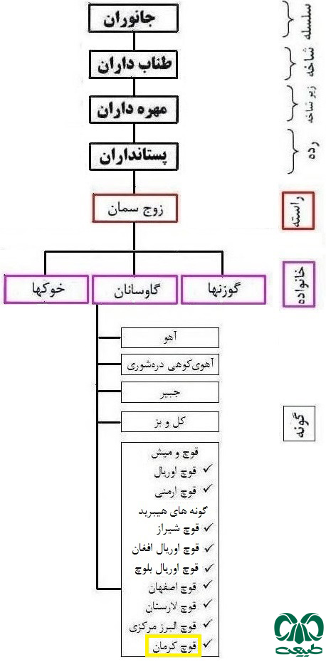 طبقه بندی گونه قوچ کرمان