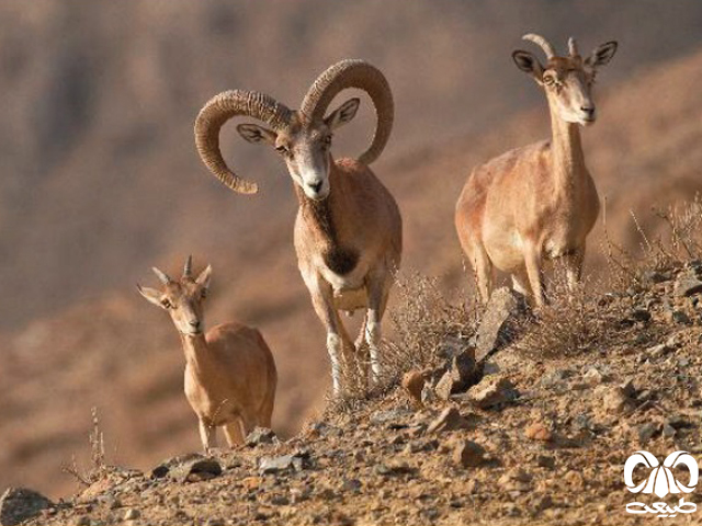 گونه هیبریدی قوچ کرمان