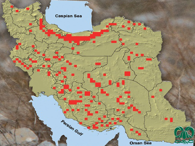  بز کوهی در ایران