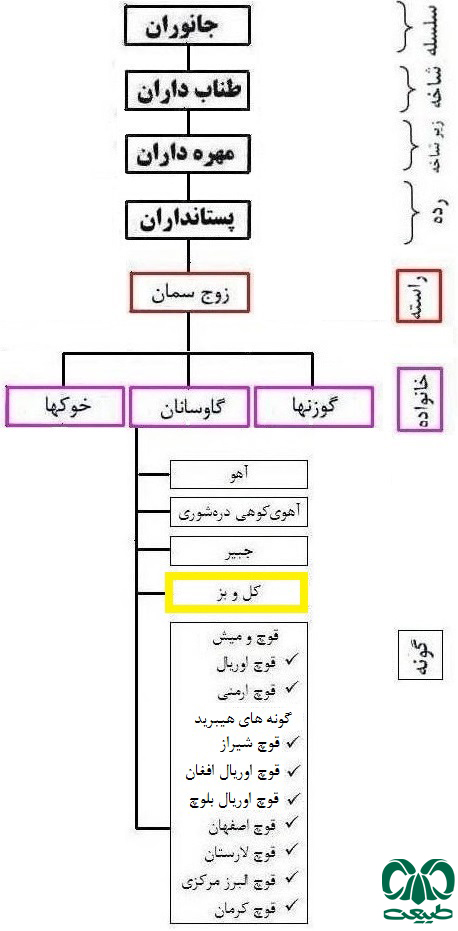  طبقه بندی گونه کل و بز