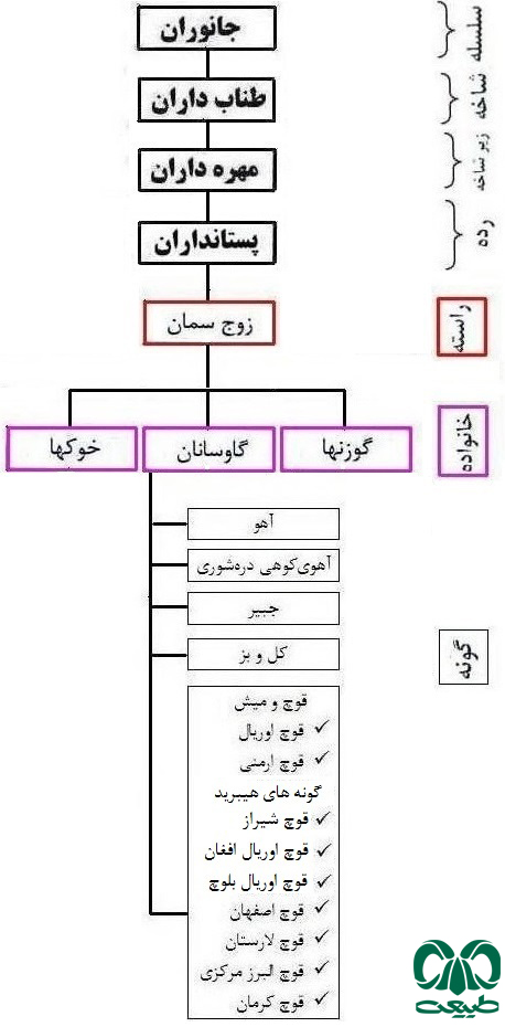 جدول خانواده گاوسانان