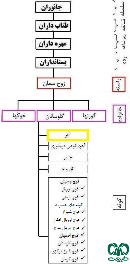 طبقه بندی گونه آهو