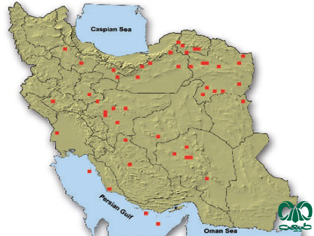  آهو در ایران