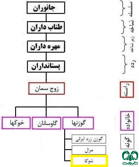 طبقه‌بندی گونه شوکا 