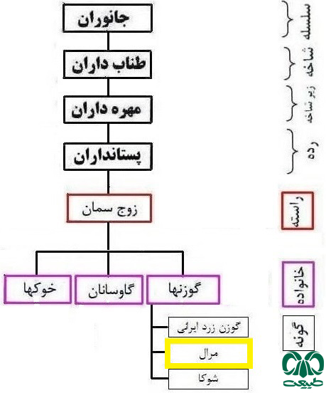 طبقه‌بندی گونه مرال