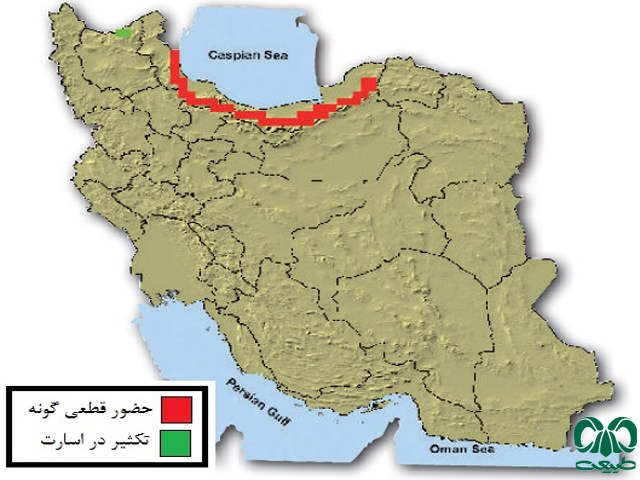 مرال در ایران
