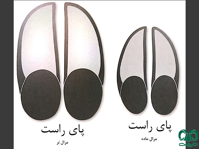 اثر پای مرال 