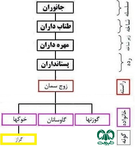  طبقه‌بندی گونه گراز