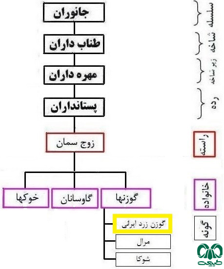  طبقه‌بندی گونه گوزن 