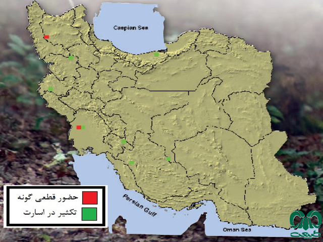 گوزن زرد در ایران