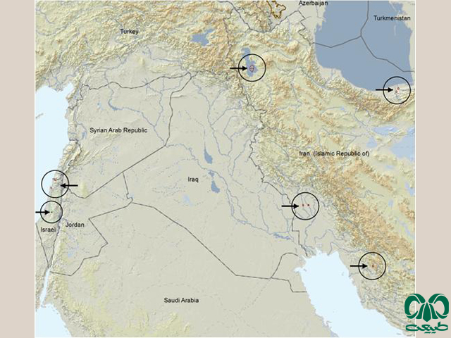  پراکنش جهانی گوزن