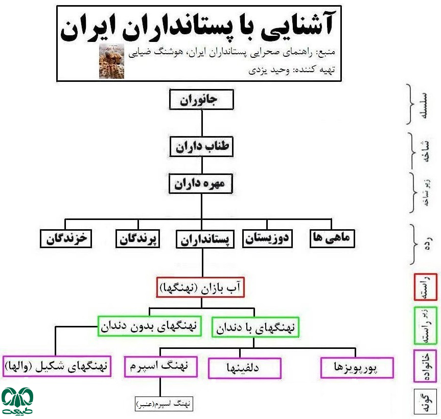 طبقه بندی خانواده نهنگ اسپرم