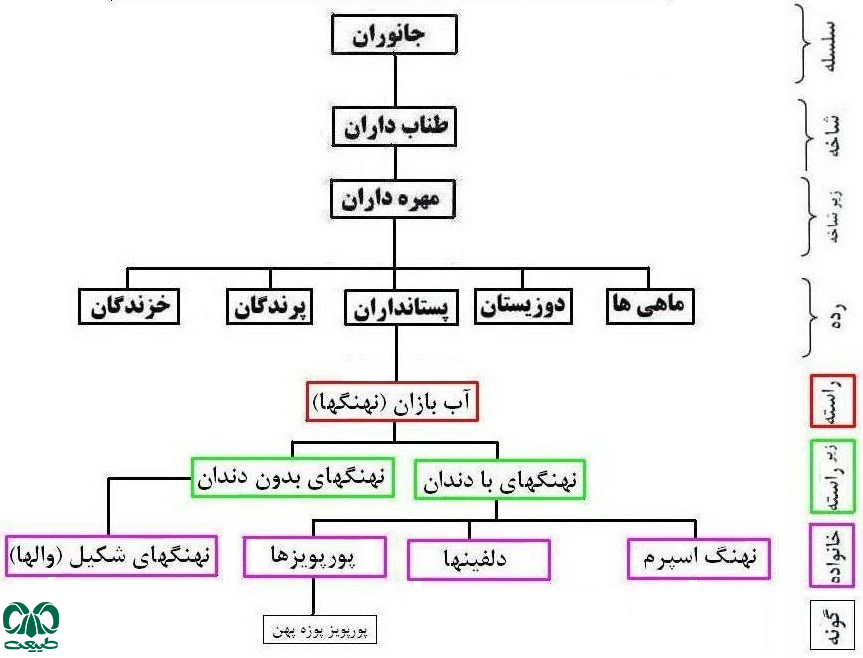  از خانواده‌ پورپویزها در ایران 