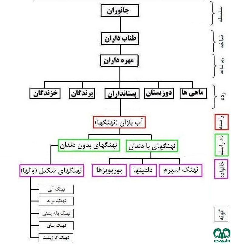 طبقه بندی خانواده دلفین ها