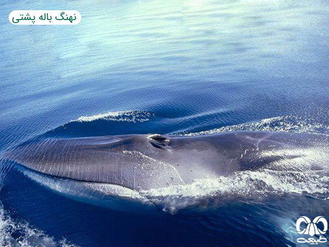 گونه نهنگ باله پشتی