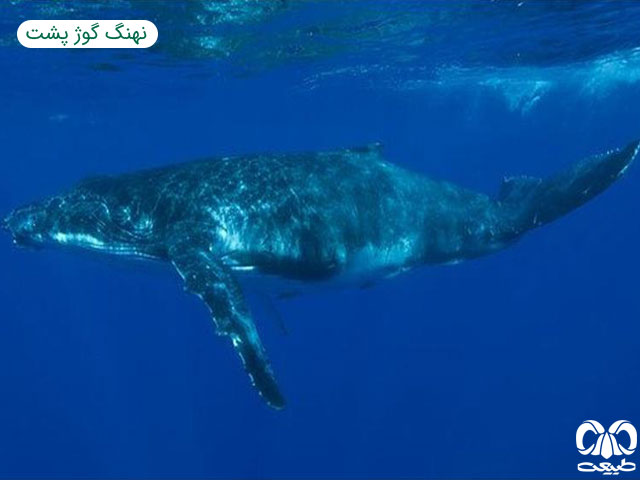 گونه نهنگ گوژپشت