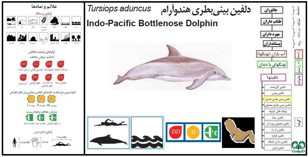 دلفین بینی بطری هندی 