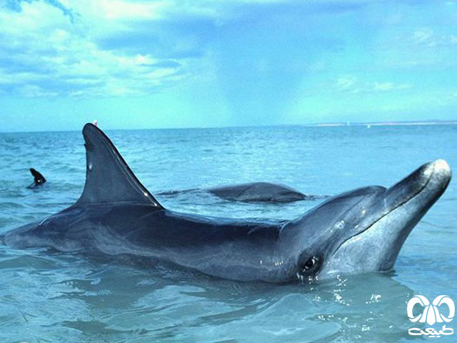 جثه دلفین بینی بطری هندی