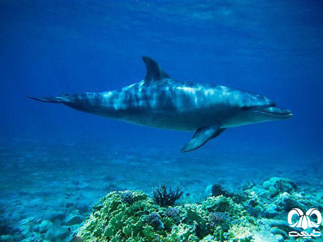 ویژگی‌های ظاهری گونه دلفین بینی بطری هندی