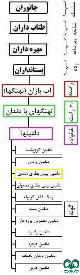 طبقه بندی گونه دلفین بینی بطری هندی