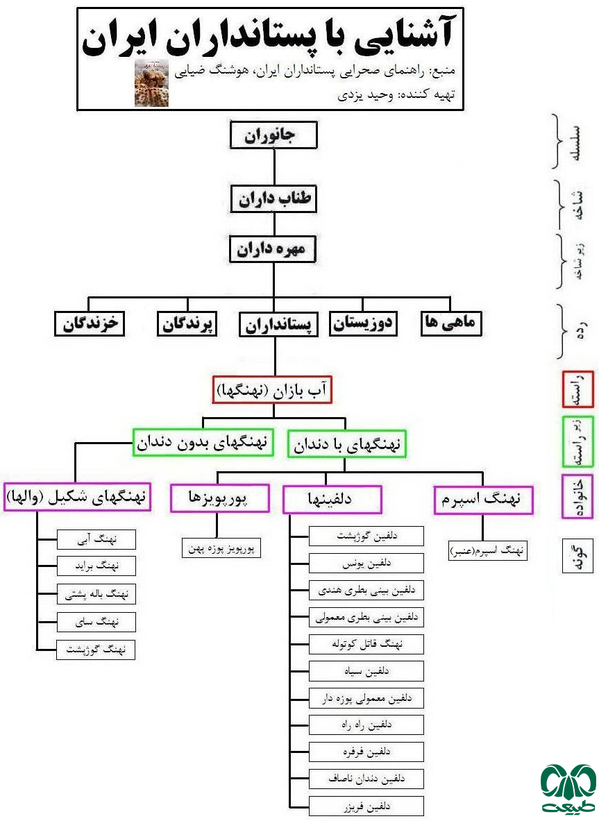 طبقه بندی راسته نهنگ ها