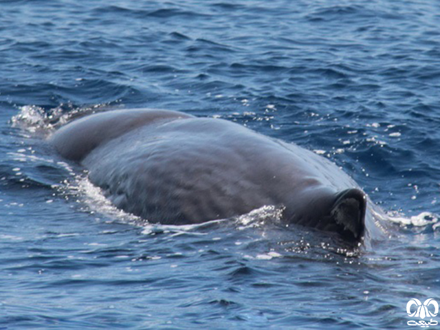 ویژگی‌های ظاهری گونه نهنگ اسپرم 