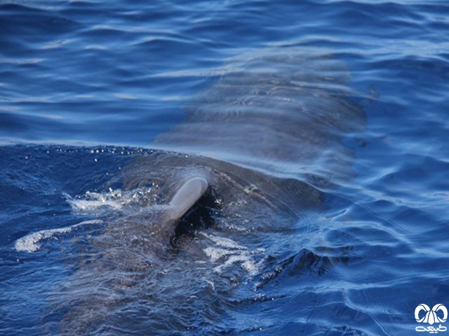 ویژگی‌های زیستی گونه نهنگ اسپرم 